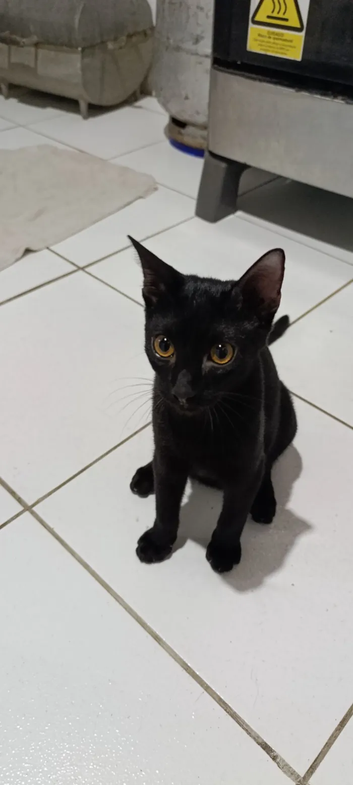 Gato raça SRD-ViraLata idade 2 a 6 meses nome bagheera 
