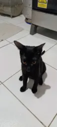 bagheera 