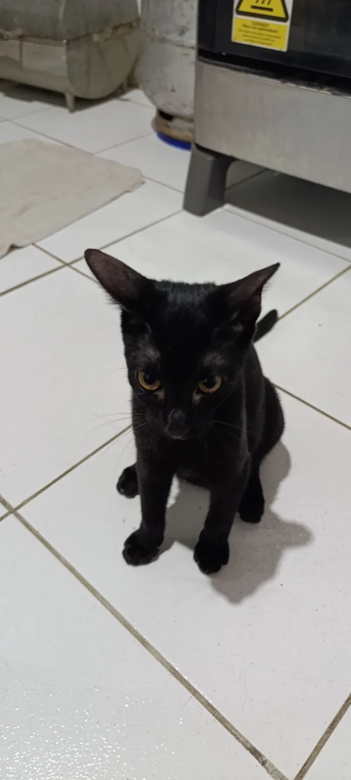 Gato raça SRD-ViraLata idade 2 a 6 meses nome bagheera 