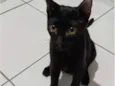 bagheera 