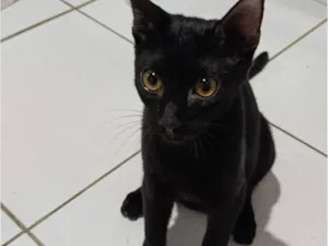 Gato raça SRD-ViraLata idade 2 a 6 meses nome bagheera 