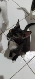 loki