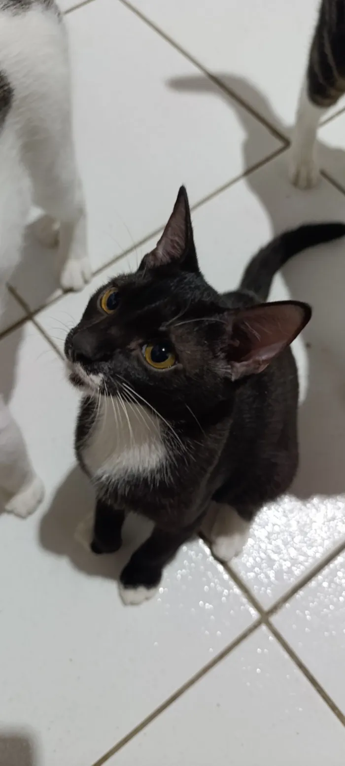 Gato raça SRD-ViraLata idade 2 a 6 meses nome loki