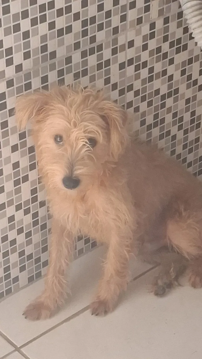 Cachorro raça SRD-ViraLata idade 2 a 6 meses nome splinter 