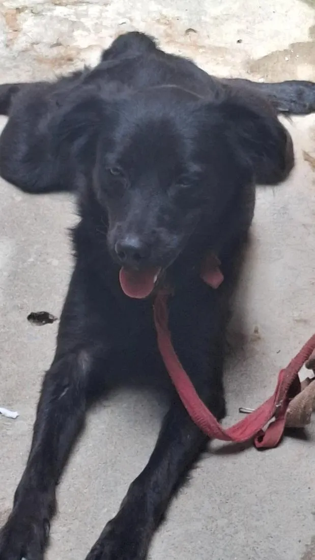 Cachorro raça SRD-ViraLata idade 1 ano nome billy