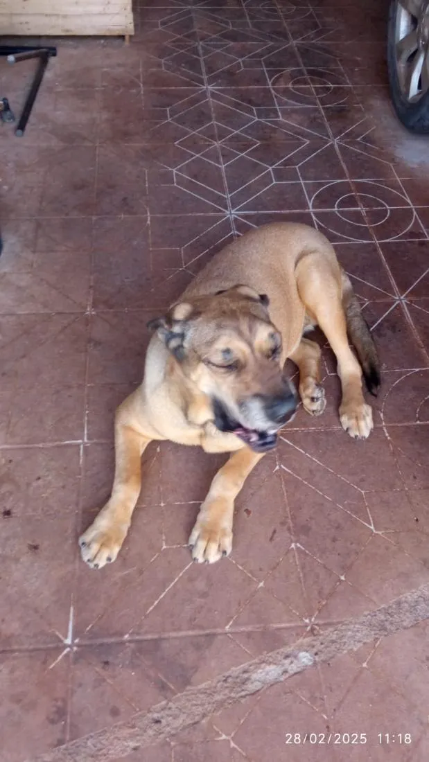 Cachorro raça Fila idade 4 anos nome Frida