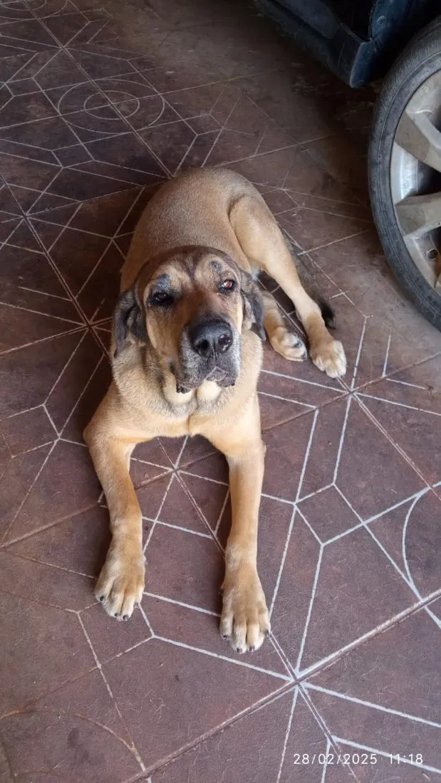 Cachorro raça Fila idade 4 anos nome Frida