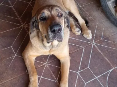 Cachorro raça Fila idade 4 anos nome Frida