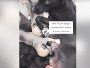 Cachorro raça SRD-ViraLata idade Abaixo de 2 meses nome Amigáveis.