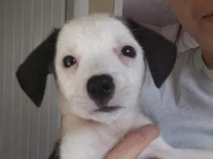 Cachorro raça SRD-ViraLata idade 2 a 6 meses nome Pitica