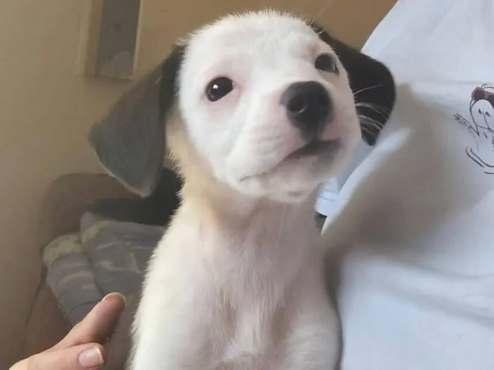 Cachorro raça SRD-ViraLata idade 2 a 6 meses nome Pitica