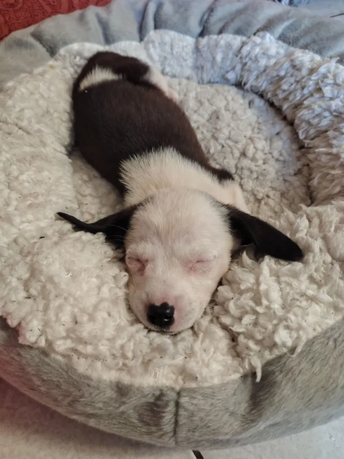 Cachorro raça SRD-ViraLata idade 2 a 6 meses nome Pitica