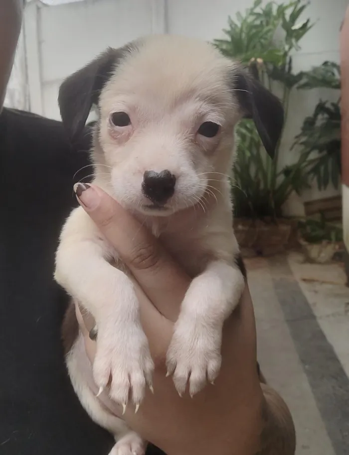 Cachorro raça SRD-ViraLata idade 2 a 6 meses nome Pitica