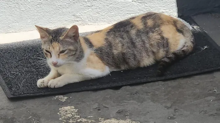 Gato raça SRD-ViraLata idade 2 a 6 meses nome nao sei