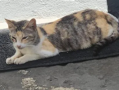 Gato raça SRD-ViraLata idade 2 a 6 meses nome nao sei