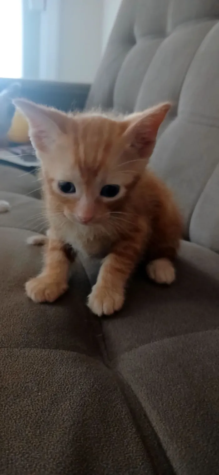 Gato raça Siamês idade Abaixo de 2 meses nome Henri