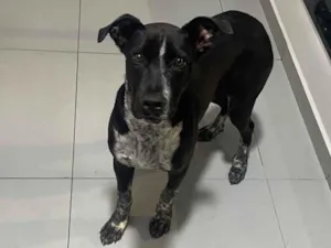 Cachorro raça SRD-ViraLata idade 7 a 11 meses nome Max