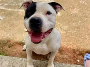 Cachorro raça SRD-ViraLata idade 2 anos nome Venom