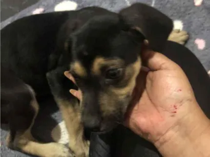 Cachorro raça SRD-ViraLata idade 2 a 6 meses nome Não tem nome