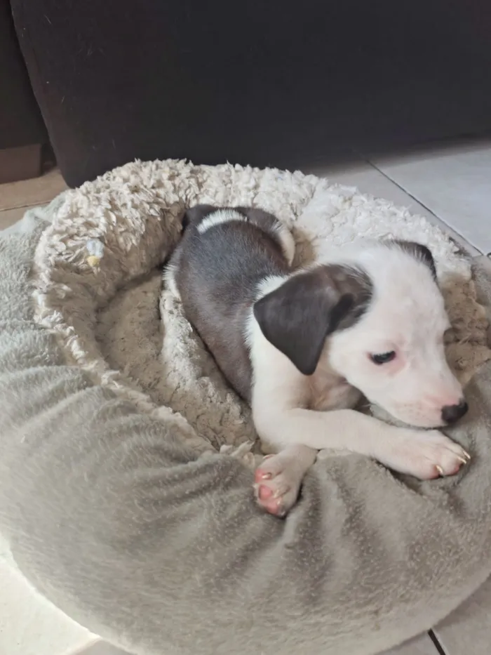 Cachorro raça SRD-ViraLata idade 2 a 6 meses nome Pitica
