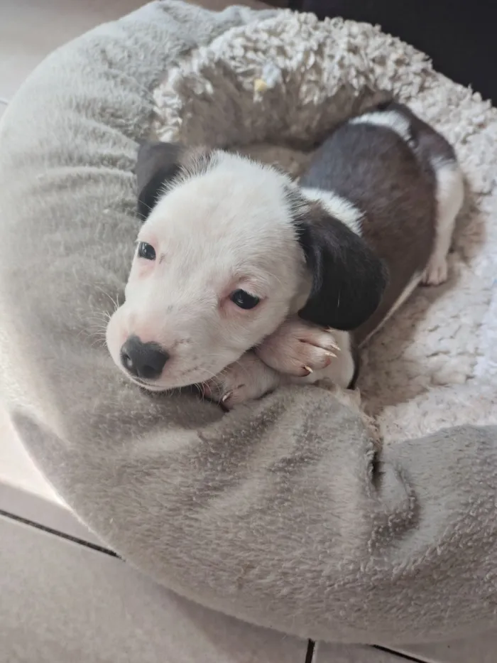 Cachorro raça SRD-ViraLata idade 2 a 6 meses nome Pitica