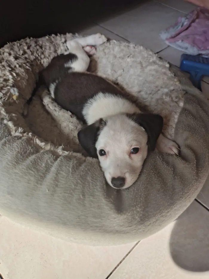 Cachorro raça SRD-ViraLata idade 2 a 6 meses nome Pitica