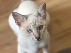 Gato raça SRD-ViraLata idade 2 a 6 meses nome Zyra 