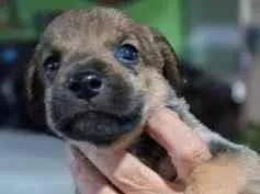 Cachorro raça SRD-ViraLata idade Abaixo de 2 meses nome Sem nome