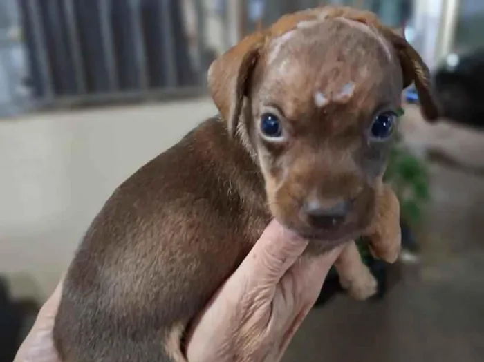 Cachorro raça SRD-ViraLata idade Abaixo de 2 meses nome Sem nome