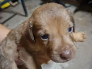 Cachorro raça SRD-ViraLata idade Abaixo de 2 meses nome Sem nome