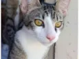 Gustavo 