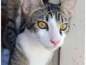 Gato raça SRD-ViraLata idade 2 a 6 meses nome Gustavo 