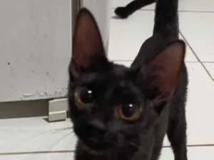 Gato raça SRD-ViraLata idade 2 a 6 meses nome luna