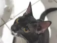 loki