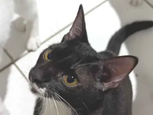 Gato raça SRD-ViraLata idade 2 a 6 meses nome loki