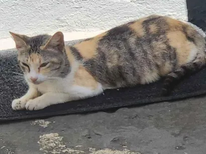 Gato raça SRD-ViraLata idade 2 a 6 meses nome nao sei