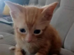 Gato raça Siamês idade Abaixo de 2 meses nome Henri