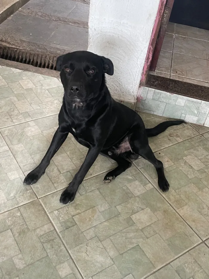 Cachorro raça SRD-ViraLata idade 2 anos nome Steve