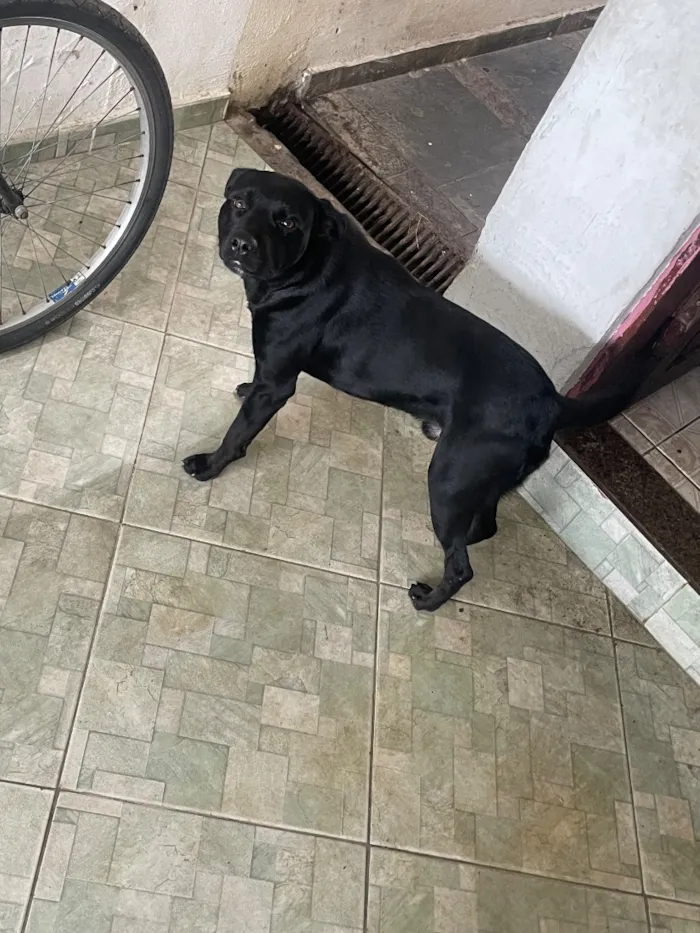 Cachorro raça SRD-ViraLata idade 2 anos nome Steve