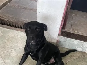 Cachorro raça SRD-ViraLata idade 2 anos nome Steve