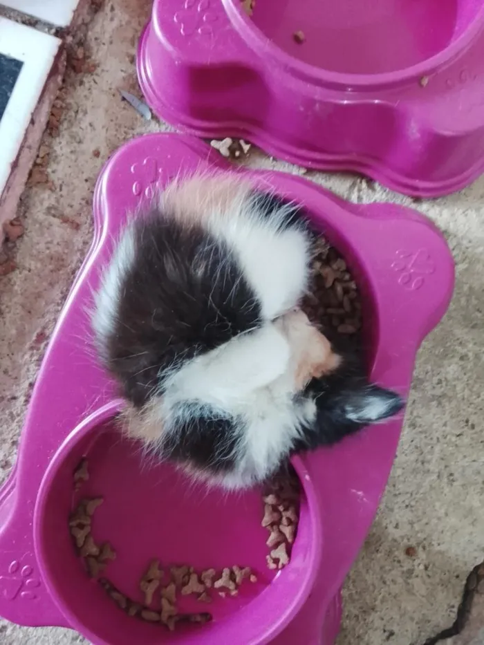 Gato raça SRD-ViraLata idade Abaixo de 2 meses nome sem nome 