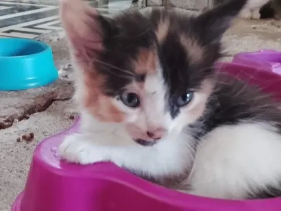 Gato raça SRD-ViraLata idade Abaixo de 2 meses nome sem nome 