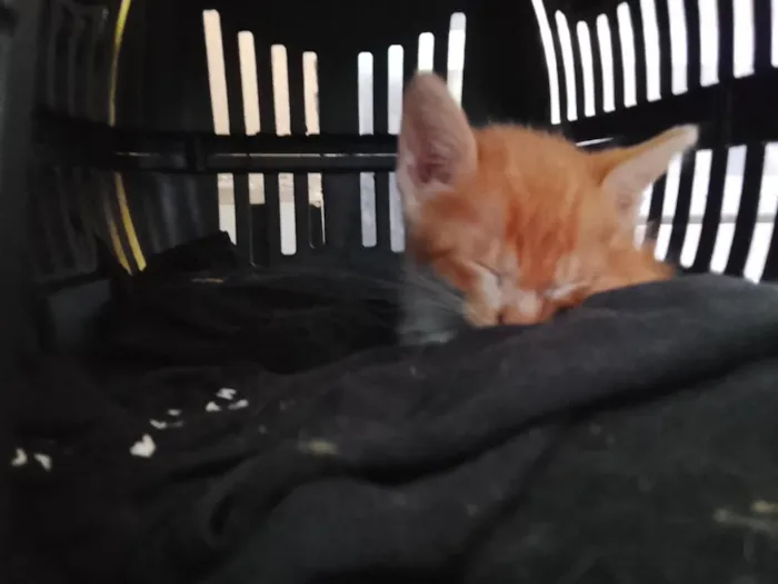 Gato raça SRD-ViraLata idade Abaixo de 2 meses nome sem nome