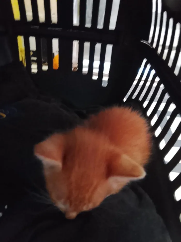 Gato raça SRD-ViraLata idade Abaixo de 2 meses nome sem nome