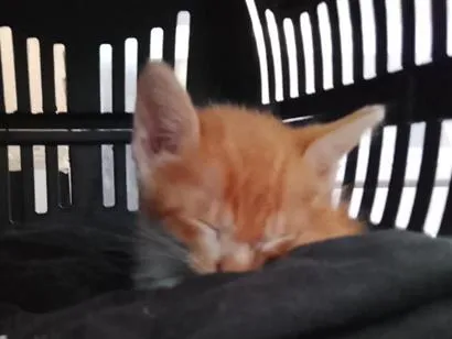 Gato raça SRD-ViraLata idade Abaixo de 2 meses nome sem nome