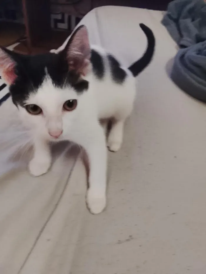 Gato raça SRD-ViraLata idade 2 a 6 meses nome Floquinho