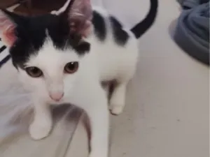 Gato raça SRD-ViraLata idade 2 a 6 meses nome Floquinho