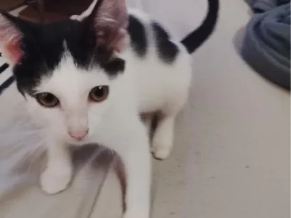 Gato raça SRD-ViraLata idade 2 a 6 meses nome Floquinho