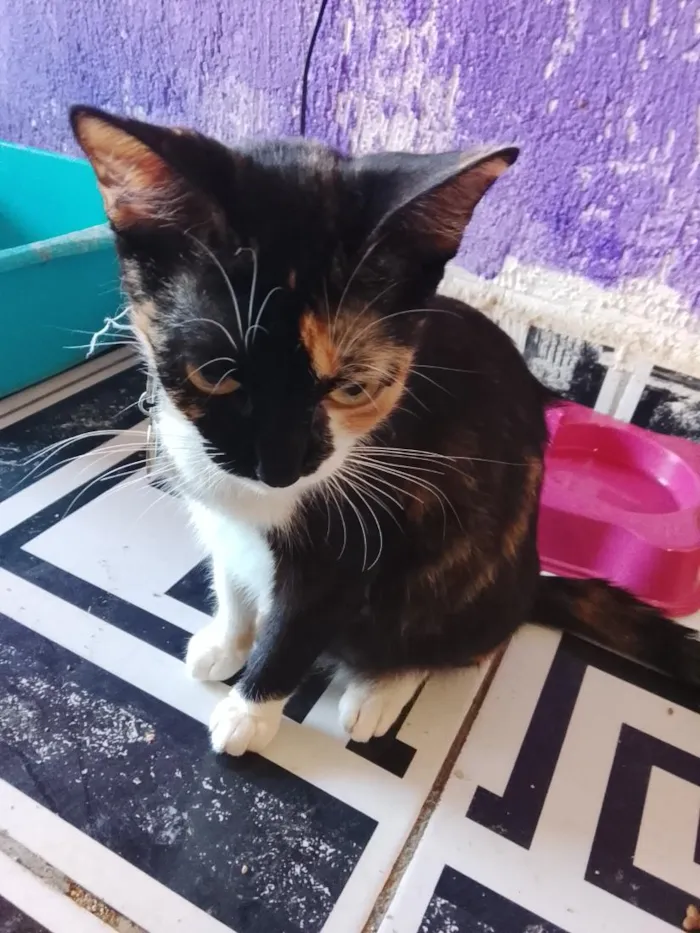 Gato raça SRD-ViraLata idade 1 ano nome Cacau