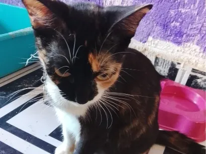 Gato raça SRD-ViraLata idade 1 ano nome Cacau